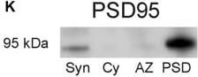 PSD-95 Antibody (6G6-1C9) - BSA Free