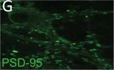 PSD-95 Antibody (6G6-1C9) - BSA Free