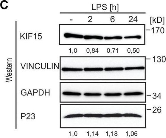p23/PTGES3 Antibody (JJ3)