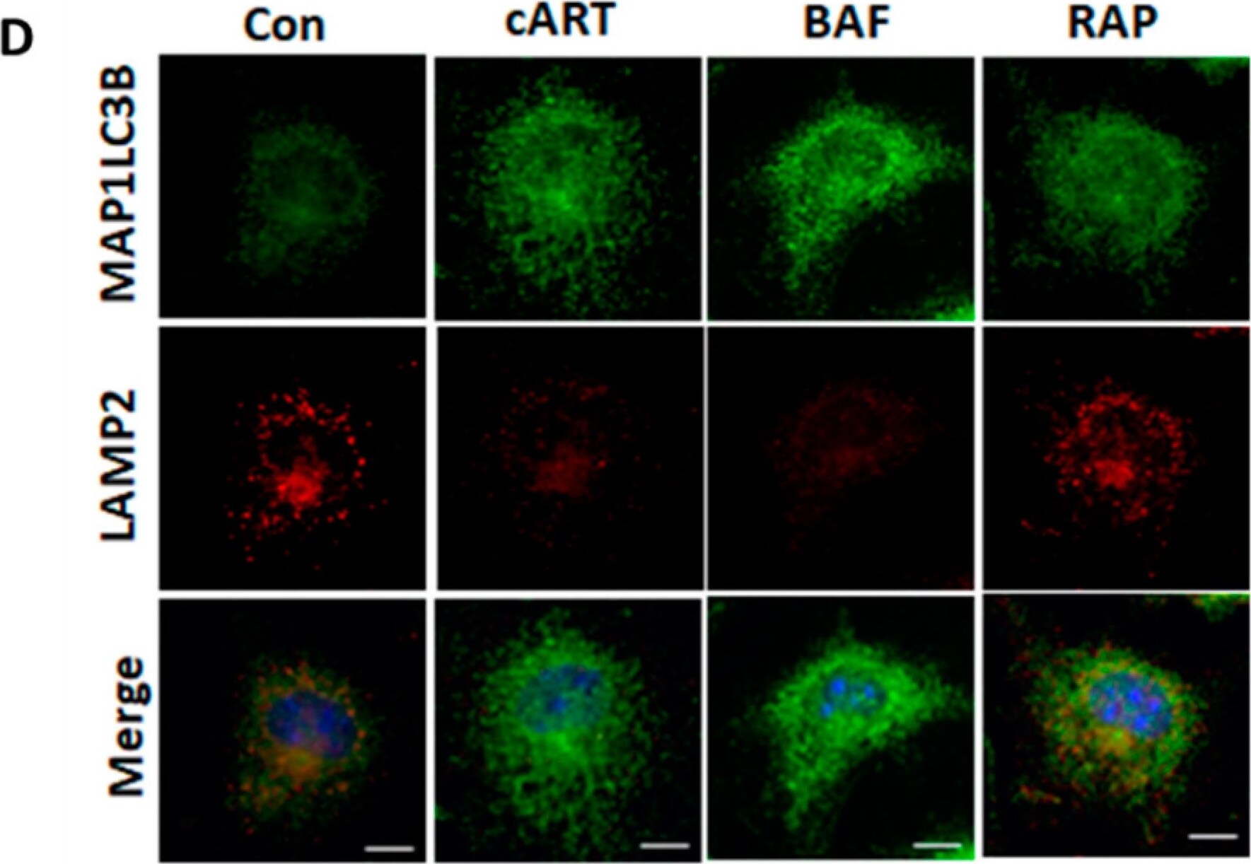 LAMP-2/CD107b Antibody