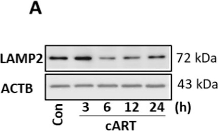 LAMP-2/CD107b Antibody