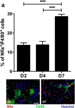 iNOS Antibody - BSA Free