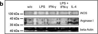 iNOS Antibody - BSA Free