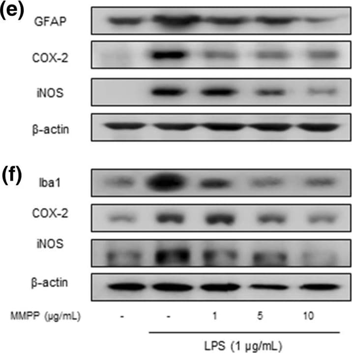 iNOS Antibody - BSA Free