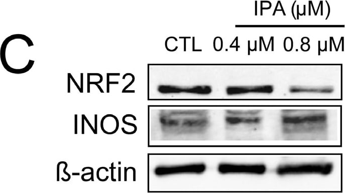 iNOS Antibody - BSA Free