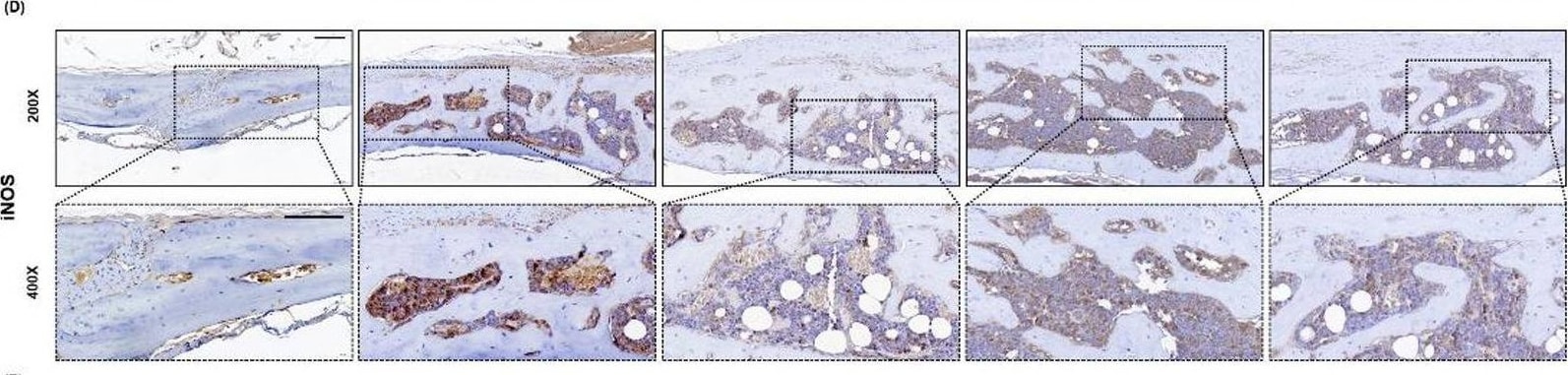 iNOS Antibody - BSA Free
