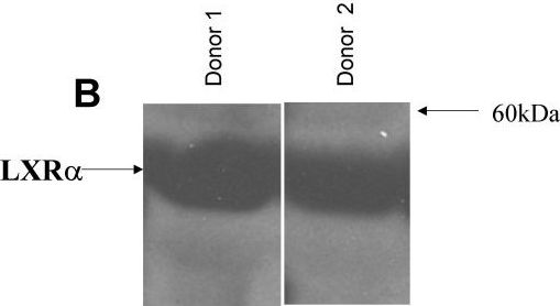 LXR alpha/NR1H3 Antibody