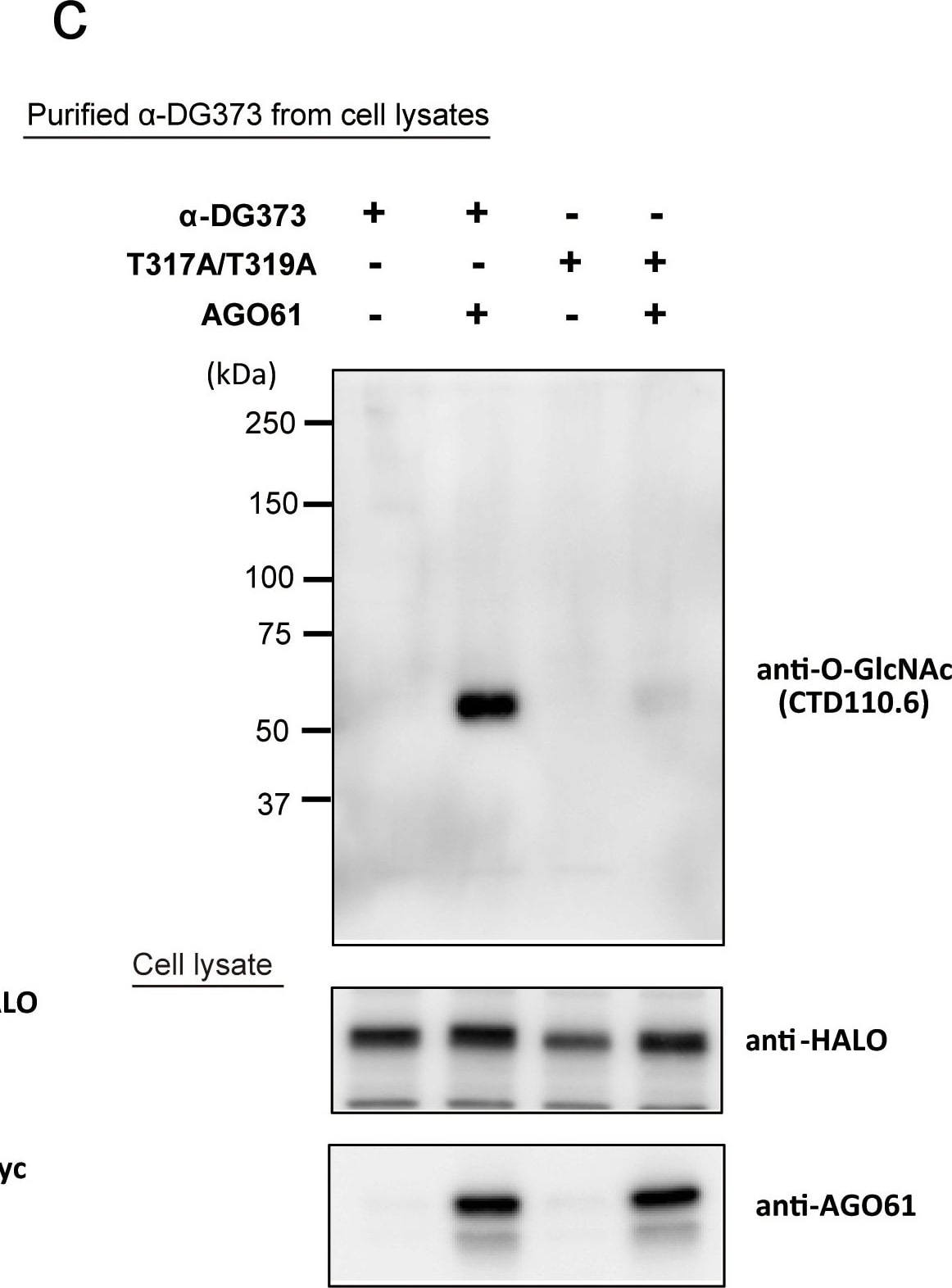 O-GlcNAc Antibody (HGAC85)