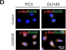 Mer [p Tyr754, p Tyr749, p Tyr753] Antibody