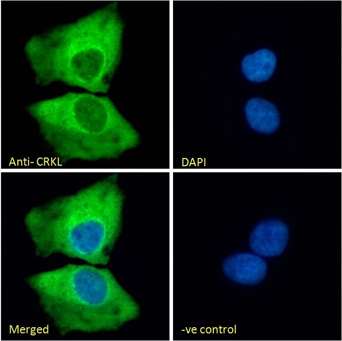 CrkL Antibody