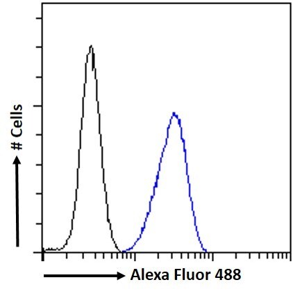 CrkL Antibody