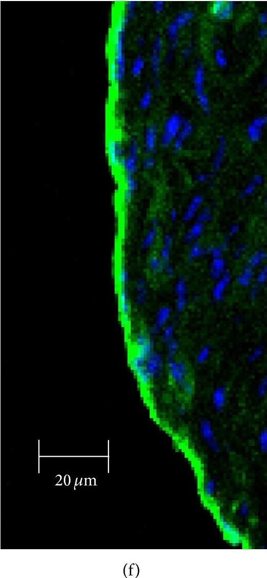 SR-BI Antibody - BSA Free