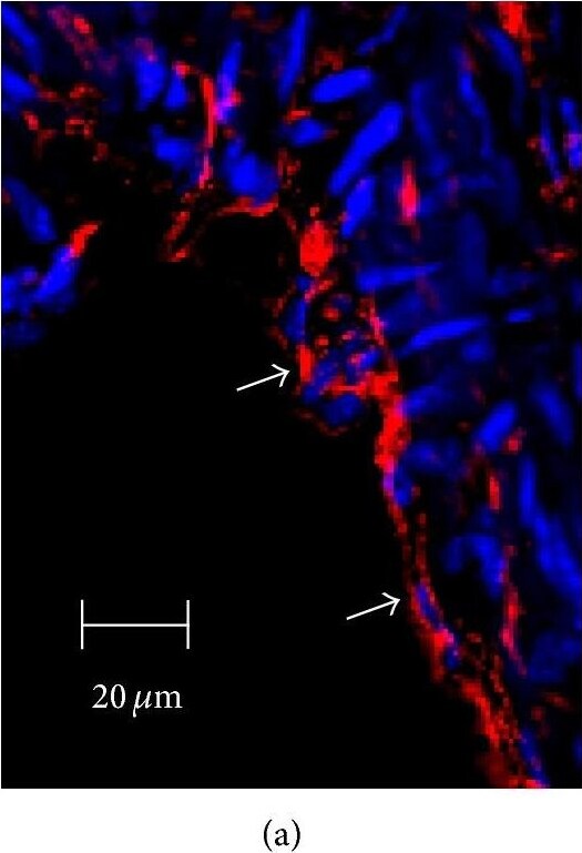 SR-BI Antibody - BSA Free
