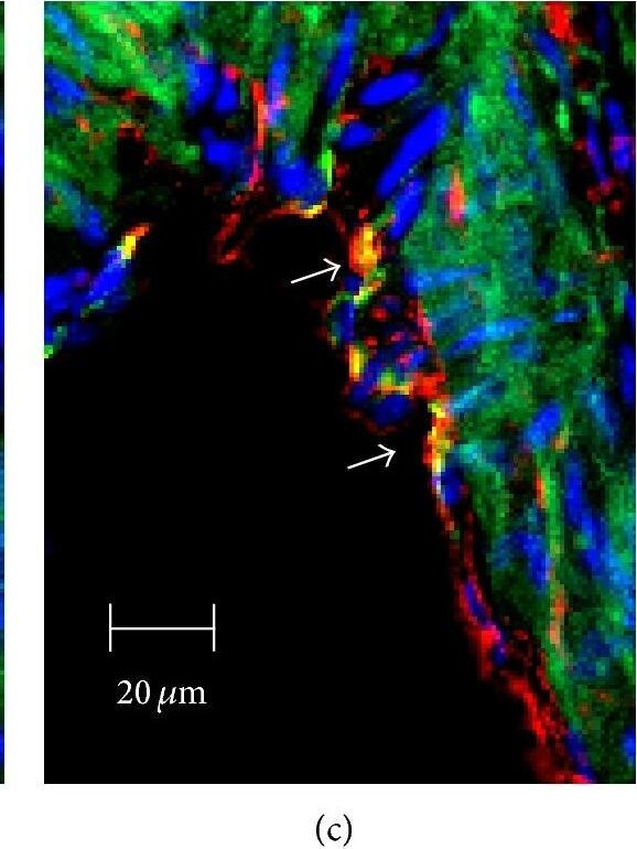 SR-BI Antibody - BSA Free