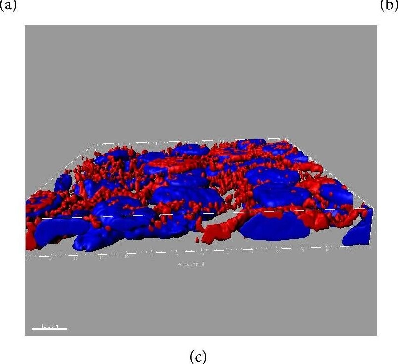 SR-BI Antibody - BSA Free