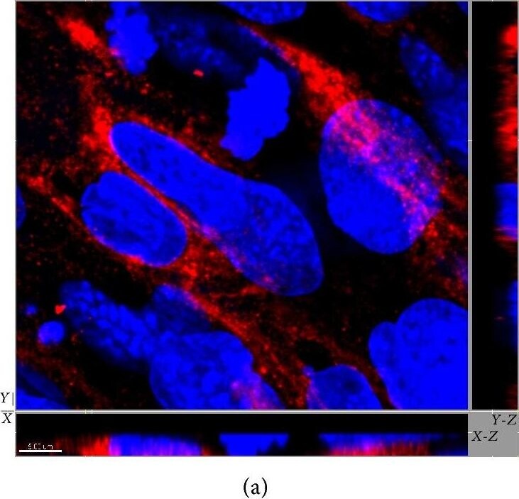 SR-BI Antibody - BSA Free