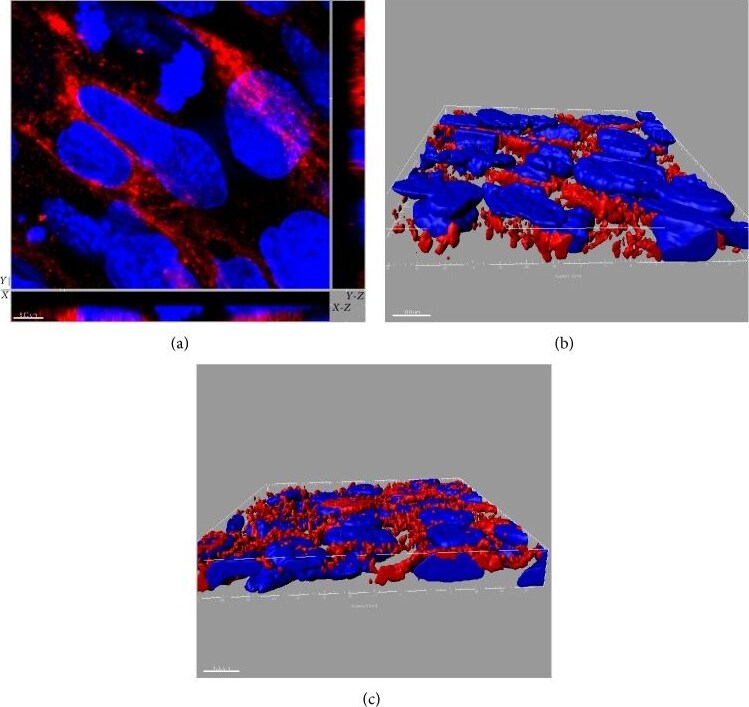 SR-BI Antibody - BSA Free