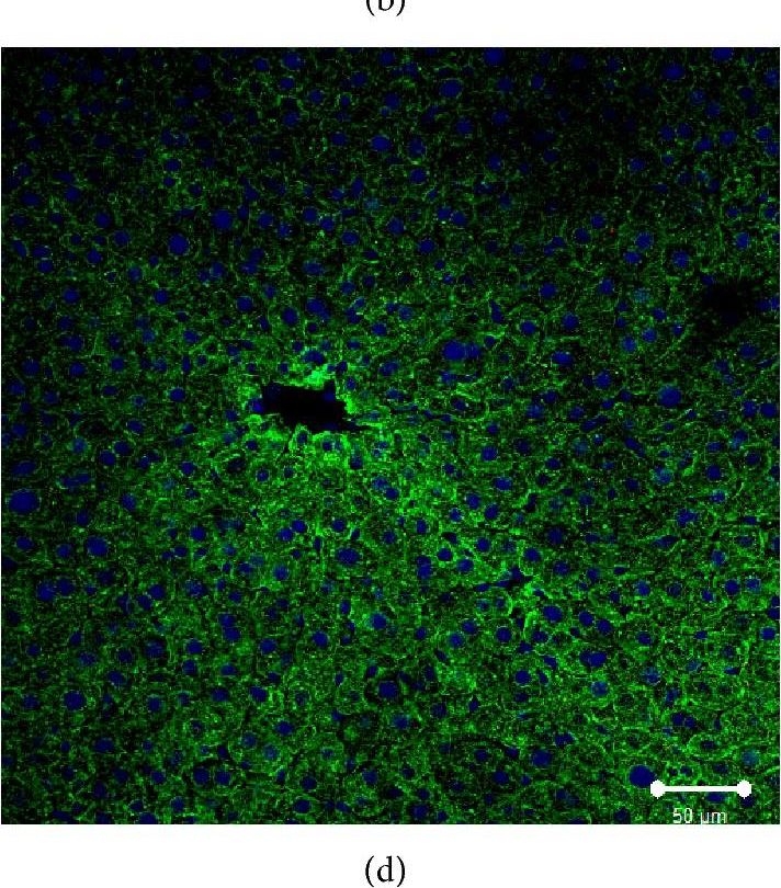 SR-BI Antibody - BSA Free
