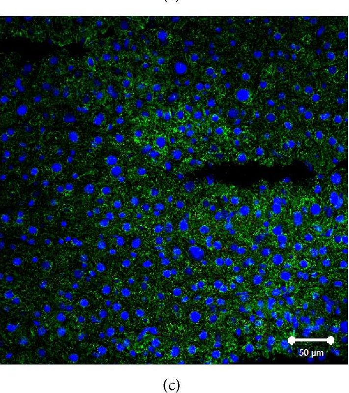 SR-BI Antibody - BSA Free