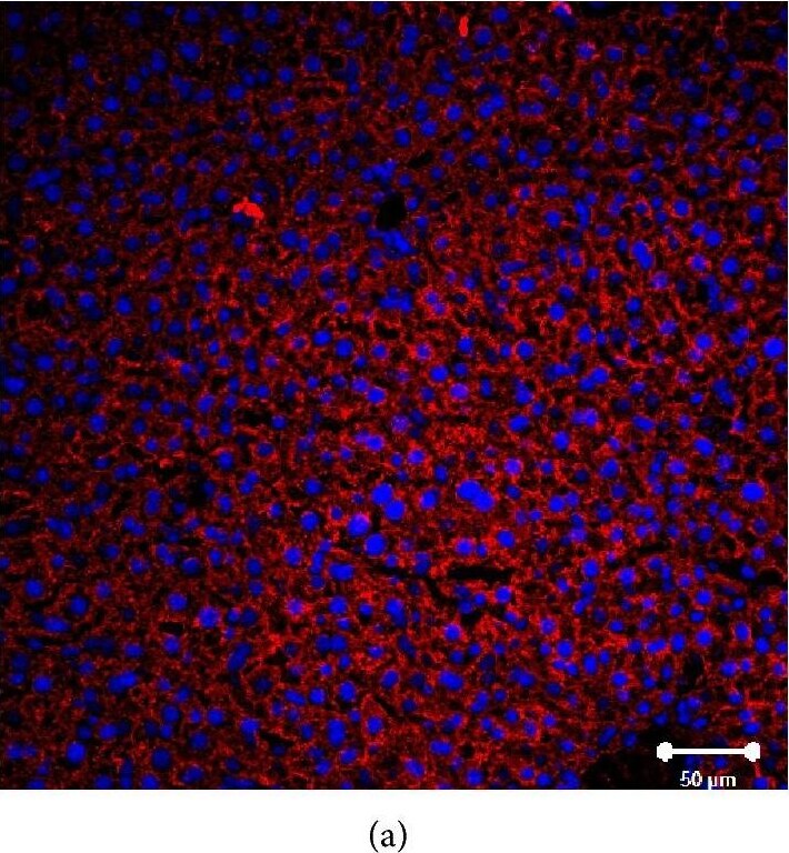 SR-BI Antibody - BSA Free