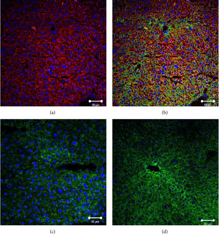 SR-BI Antibody - BSA Free