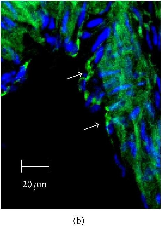 SR-BI Antibody - BSA Free