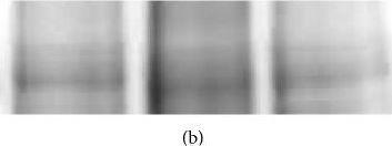 SR-BI Antibody - BSA Free