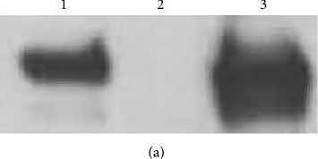 SR-BI Antibody - BSA Free