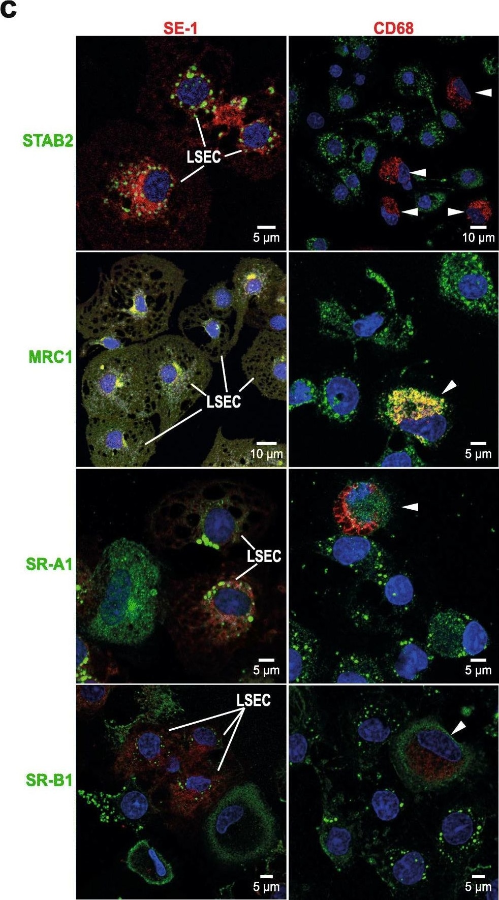 SR-BI Antibody - BSA Free