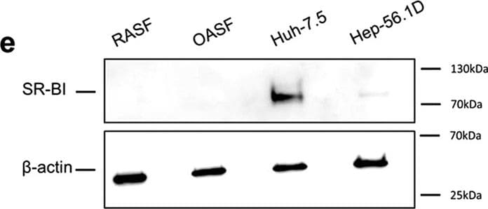 SR-BI Antibody - BSA Free