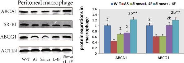 SR-BI Antibody - BSA Free