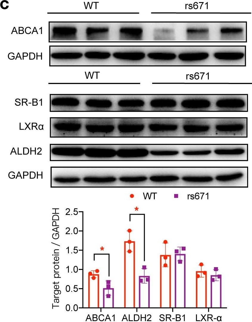 SR-BI Antibody - BSA Free