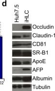 SR-BI Antibody - BSA Free