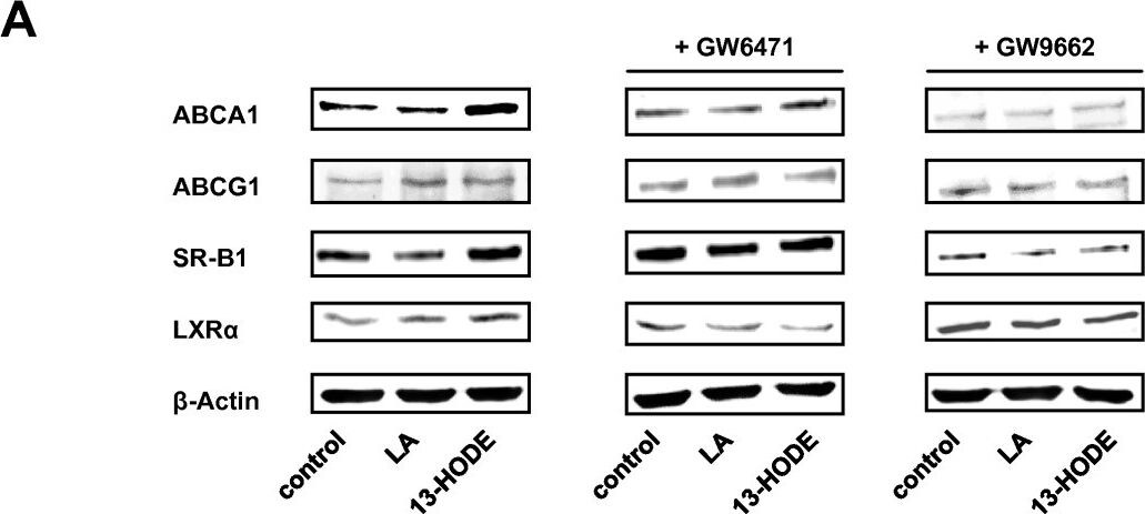 SR-BI Antibody - BSA Free