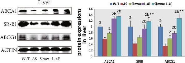 ABCA1 Antibody - BSA Free