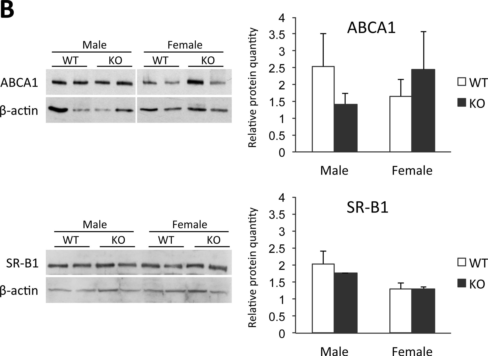 ABCA1 Antibody - BSA Free
