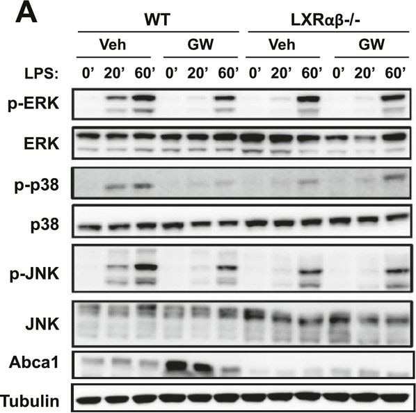 ABCA1 Antibody - BSA Free