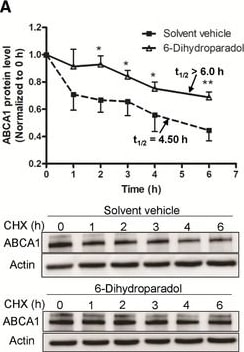 ABCA1 Antibody - BSA Free