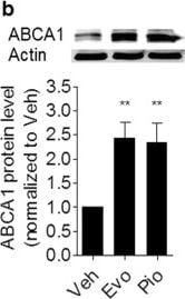 ABCA1 Antibody - BSA Free