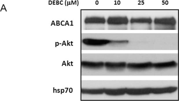 ABCA1 Antibody - BSA Free
