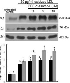 ABCA1 Antibody - BSA Free