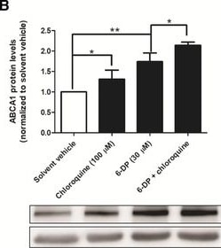 ABCA1 Antibody - BSA Free