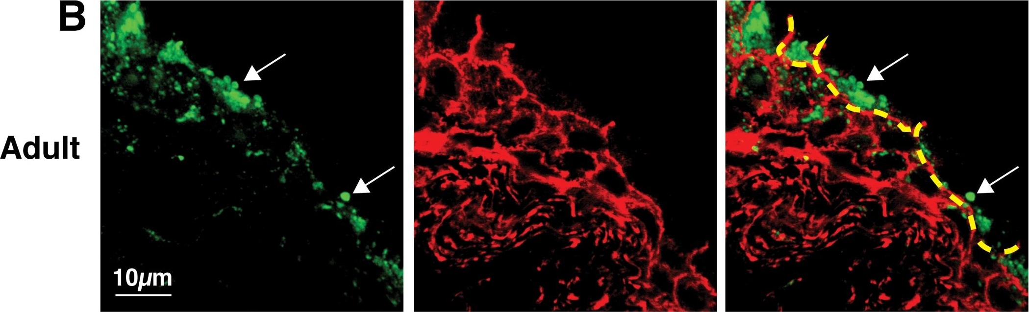 LIMPII/SR-B2 Antibody