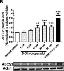 ABCG1 Antibody - BSA Free