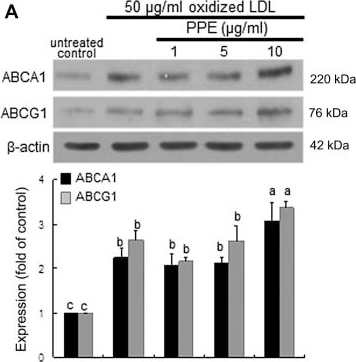 ABCG1 Antibody - BSA Free