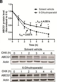 ABCG1 Antibody - BSA Free