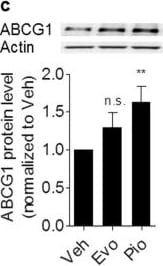 ABCG1 Antibody - BSA Free