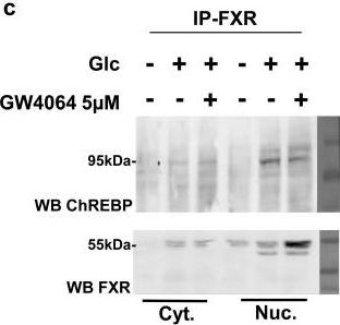 CHREBP Antibody - BSA Free