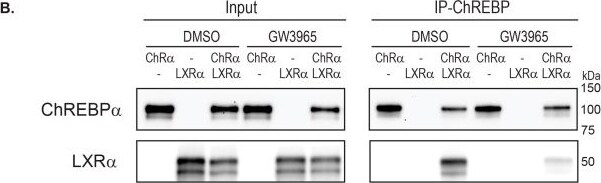 CHREBP Antibody - BSA Free