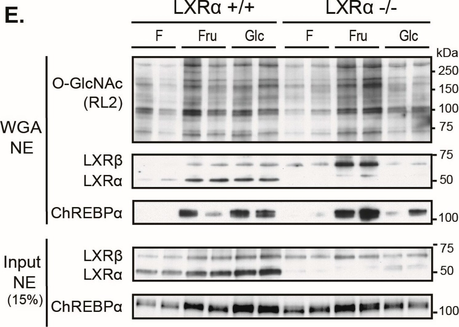 CHREBP Antibody - BSA Free